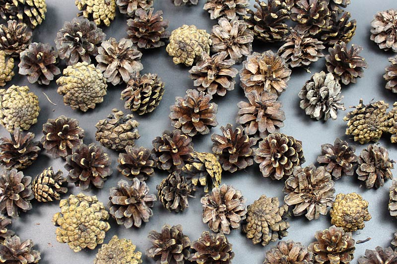 How to Dry Pinecones For Christmas Decorations