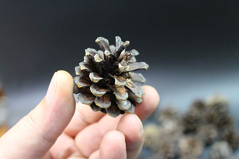How to Dry Pinecones For Christmas Decorations